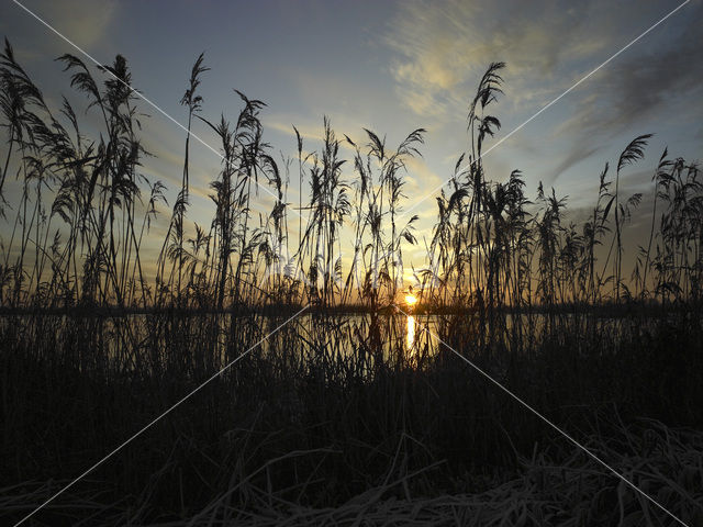 Common Reed (Phragmites australis)