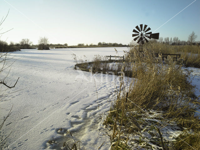 Riet (Phragmites australis)