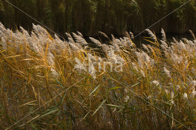 Riet (Phragmites australis)
