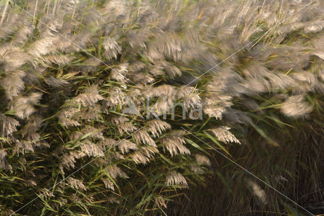 Riet (Phragmites australis)