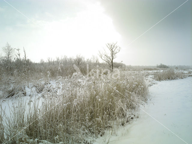 Riet (Phragmites australis)