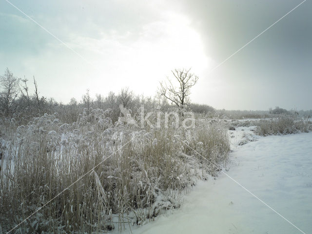 Riet (Phragmites australis)