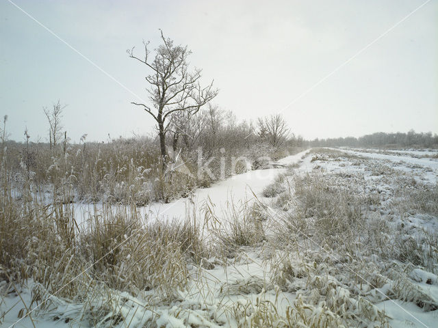 Riet (Phragmites australis)