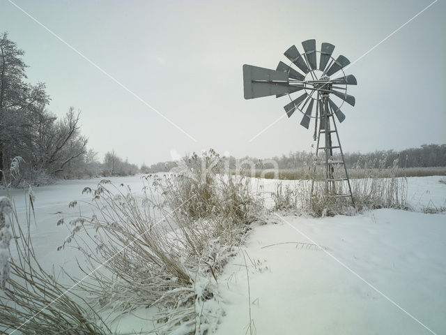 Riet (Phragmites australis)