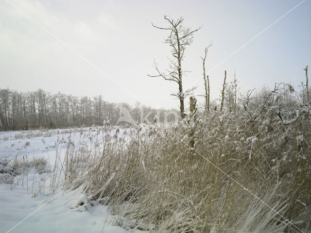 Riet (Phragmites australis)
