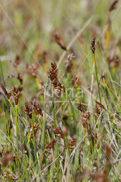 Saltmarsh Flat-sedge (Blysmus rufus)
