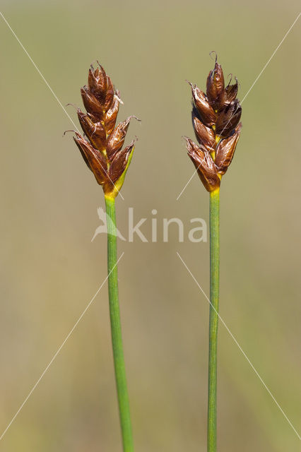 Saltmarsh Flat-sedge (Blysmus rufus)