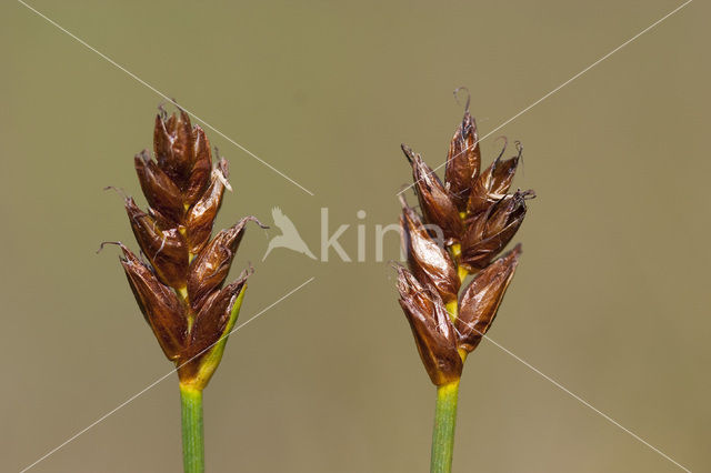 Saltmarsh Flat-sedge (Blysmus rufus)