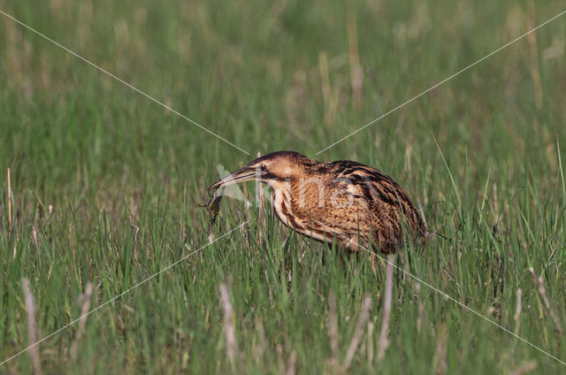 Bittern (Botaurus stellaris)