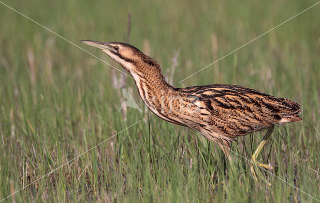 Roerdomp (Botaurus stellaris)