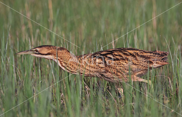 Bittern (Botaurus stellaris)