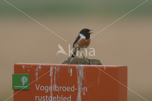 Roodborsttapuit (Saxicola rubicola)