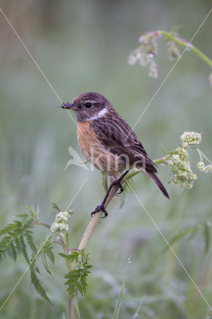 Stonechat (Saxicola rubicola)