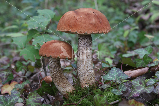 Aspen mushroom (Leccinum rufum)