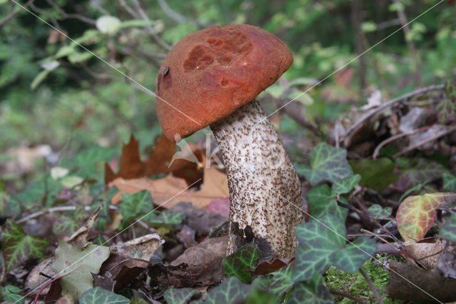 Rosse populierboleet (Leccinum rufum)