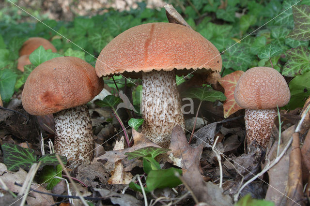 Rosse populierboleet (Leccinum rufum)