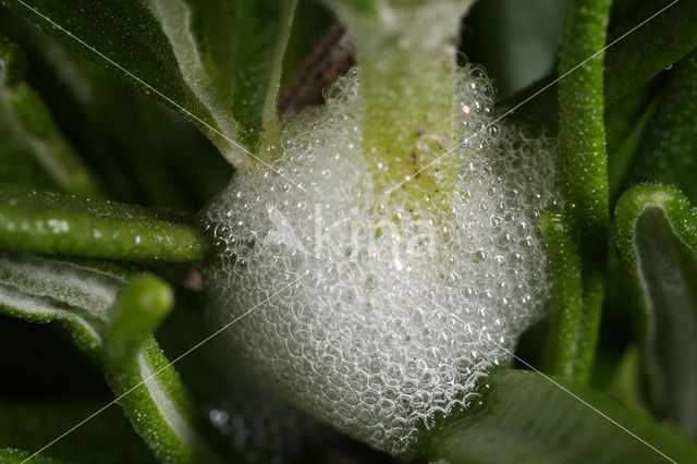 Rozemarijn (Rosmarinus officinalis)