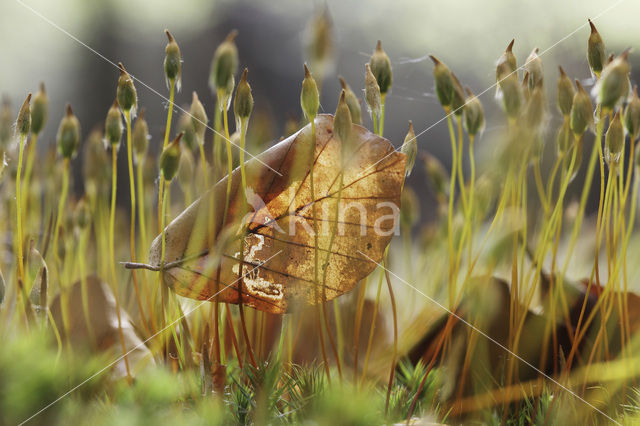 Bristly Haircap (Polytrichum piliferum)