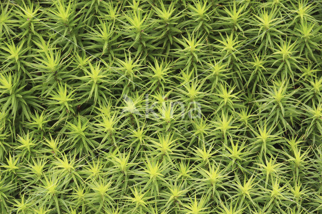 Bristly Haircap (Polytrichum piliferum)