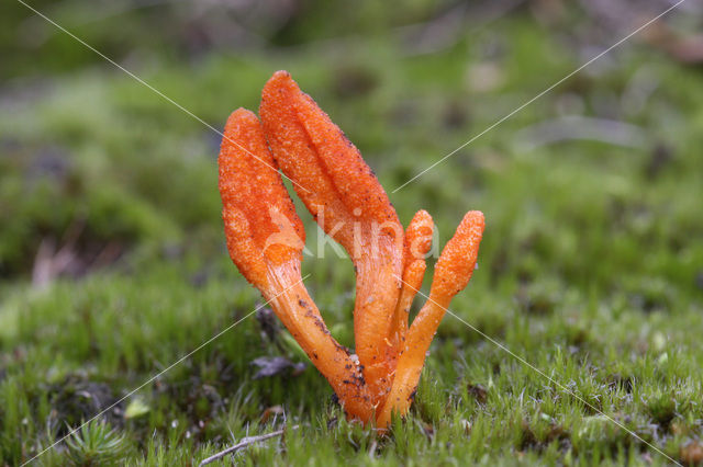 Rupsendoder (Cordyceps militaris)