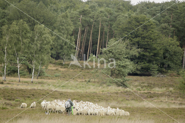 Schaap (Ovis domesticus)