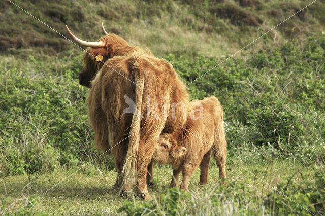 Highland Cow (Bos domesticus)