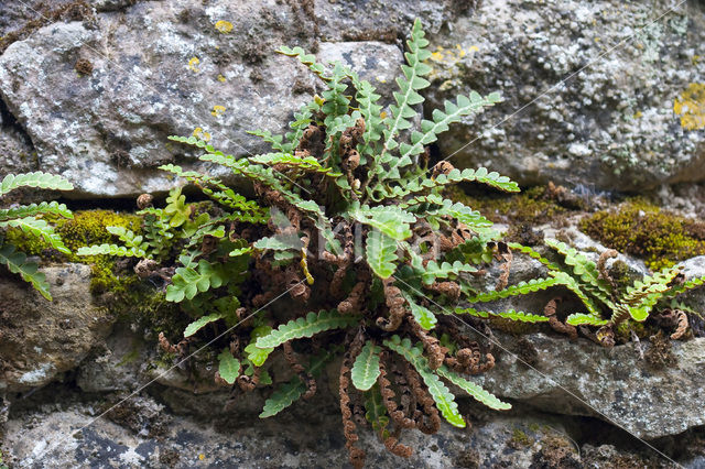 Rusty Back (Asplenium ceterach)