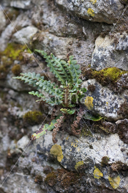 Schubvaren (Asplenium ceterach)