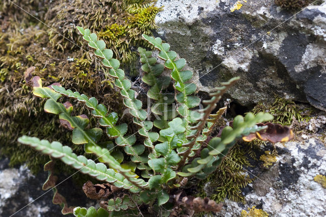 Rusty Back (Asplenium ceterach)