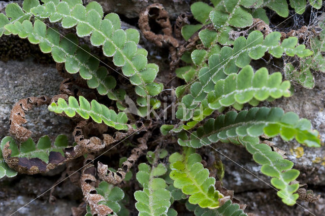 Rusty Back (Asplenium ceterach)