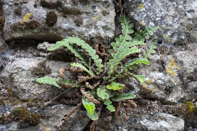 Schubvaren (Asplenium ceterach)