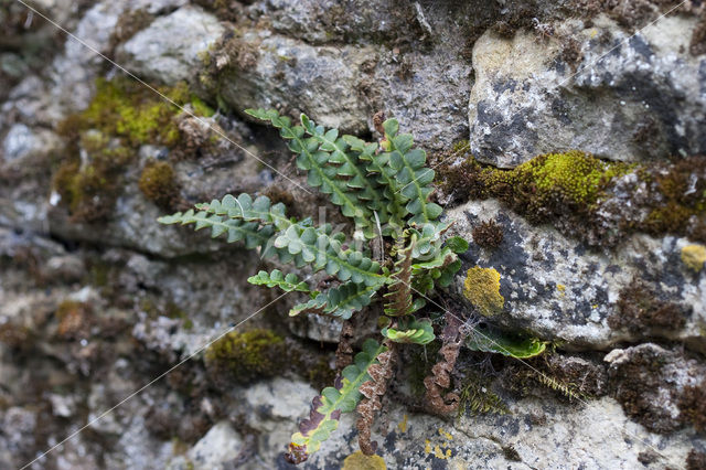 Schubvaren (Asplenium ceterach)