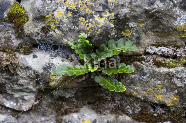 Rusty Back (Asplenium ceterach)