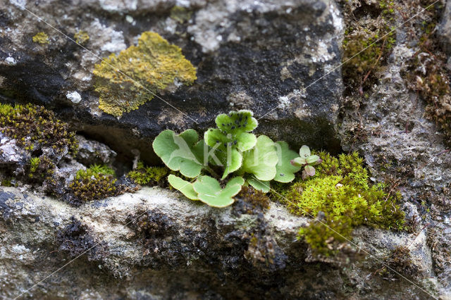 Schubvaren (Asplenium ceterach)