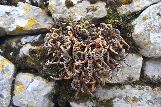 Rusty Back (Asplenium ceterach)