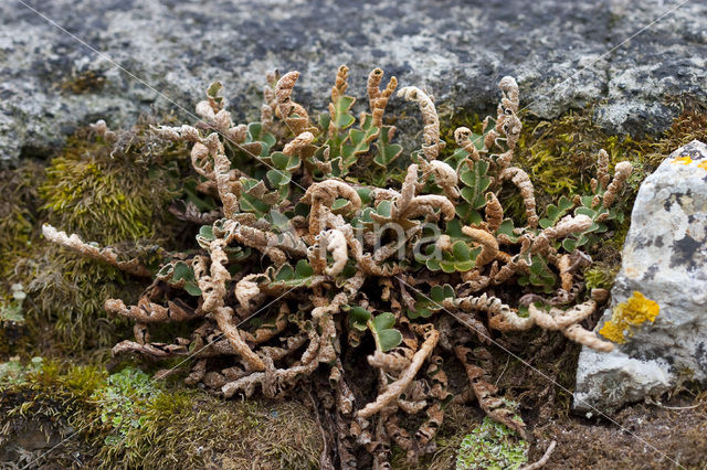 Rusty Back (Asplenium ceterach)