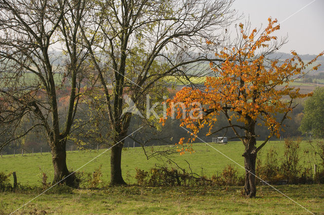 Sint-Martens-Voeren