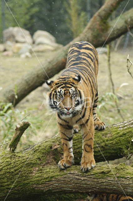 Sumatraanse tijger (Panthera tigris sumatrae)