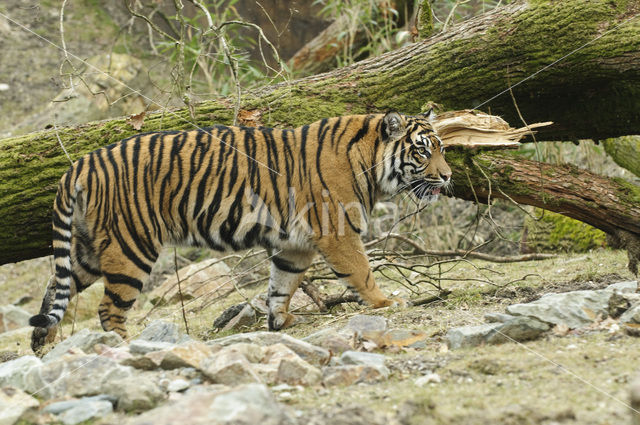 Sumatran Tiger (Panthera tigris sumatrae)