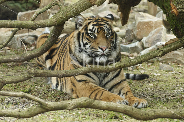 Sumatraanse tijger (Panthera tigris sumatrae)