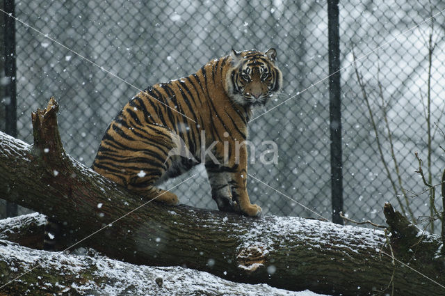 Sumatraanse tijger (Panthera tigris sumatrae)