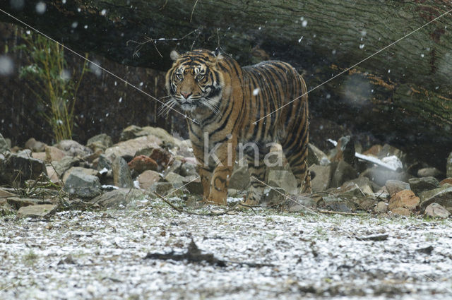 Sumatran Tiger (Panthera tigris sumatrae)