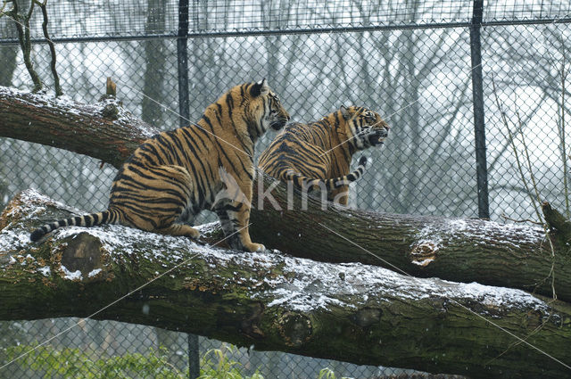 Sumatran Tiger (Panthera tigris sumatrae)