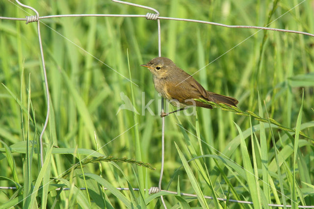 Tjiftjaf (Phylloscopus collybita)