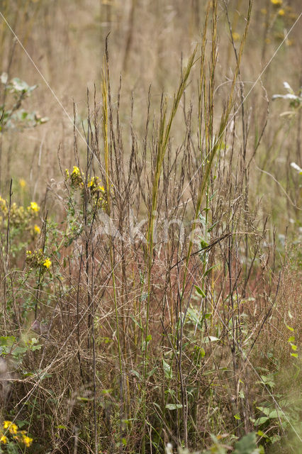 Garden Arabis (Arabis glabra)