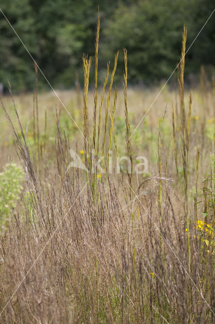 Garden Arabis (Arabis glabra)