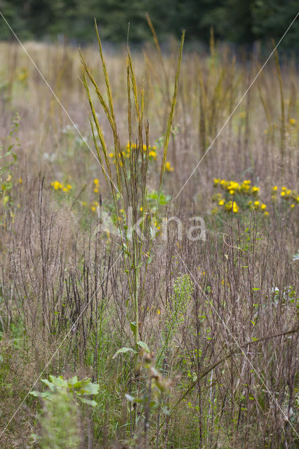 Torenkruid (Arabis glabra)