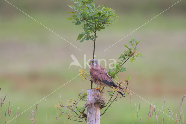 Common Kestrel (Falco tinnunculus)