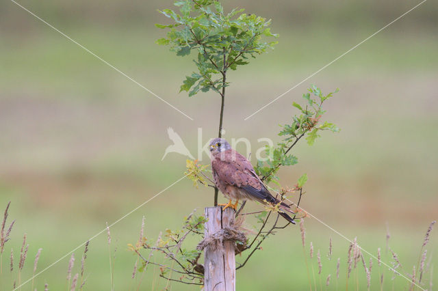 Common Kestrel (Falco tinnunculus)