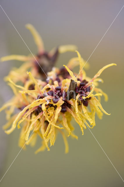 Chinese witchhazel (Hamamelis mollis)